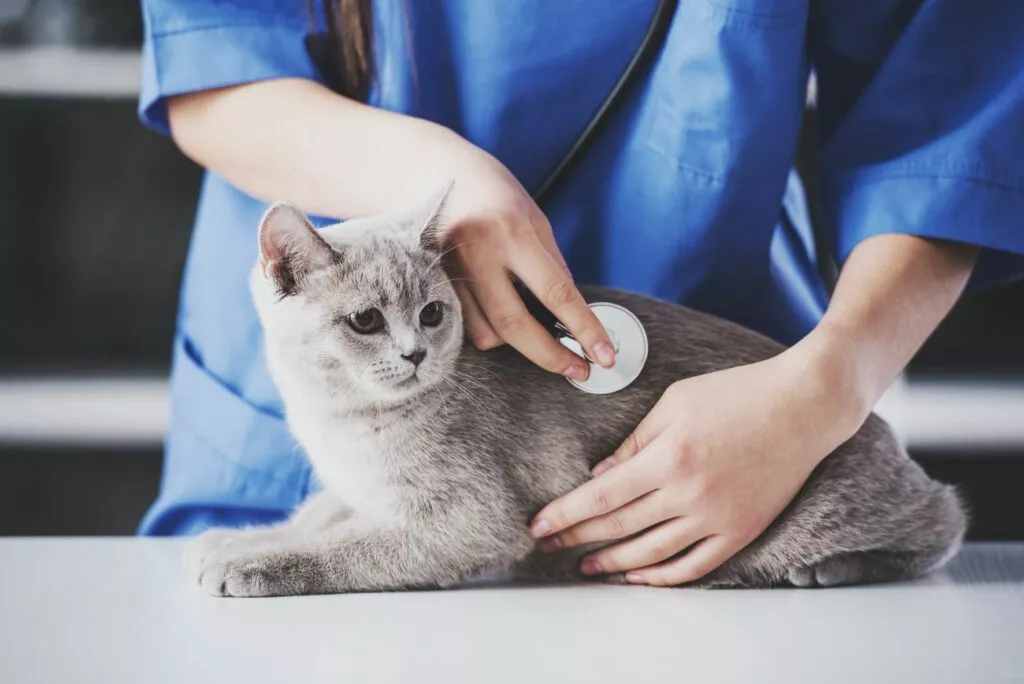 Pisica gri consultată de medicul veterinar