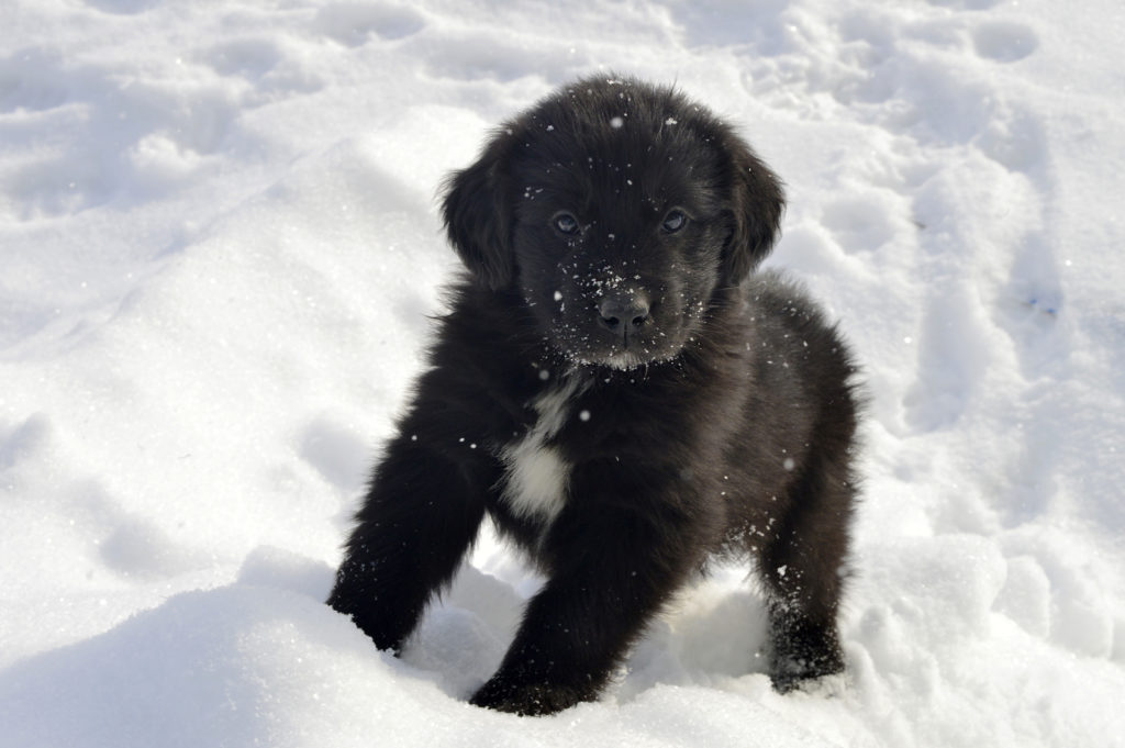Pui de Terranova în zăpadă Pui de Terranova (Newfie) în zăpadă