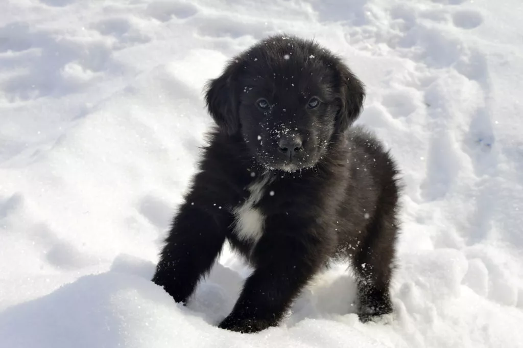 Pui de Terranova (Newfie) în zăpadă