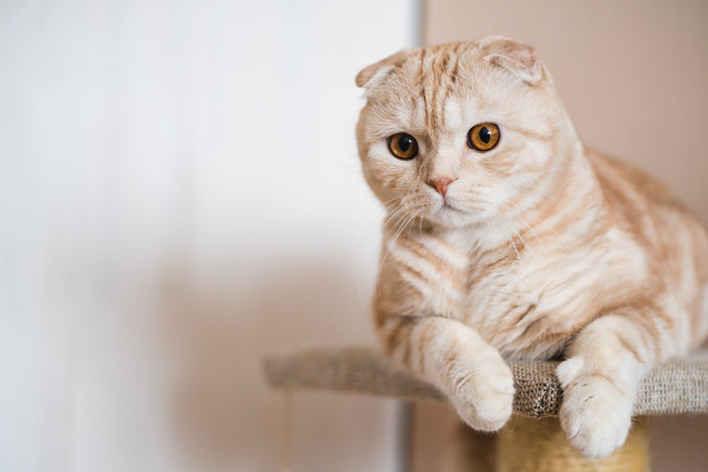 Scottish Fold Tabby Orange Pisica Scottish Fold Tabby Orange Adult