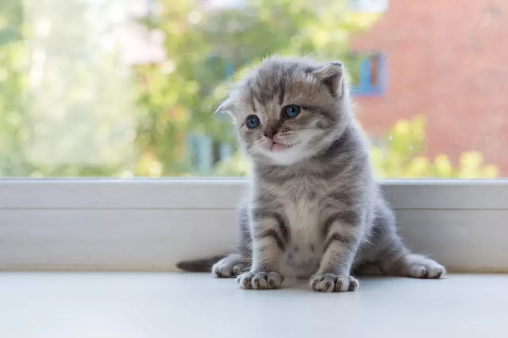 Pui de pisică din rasa Scottish Fold Tabby