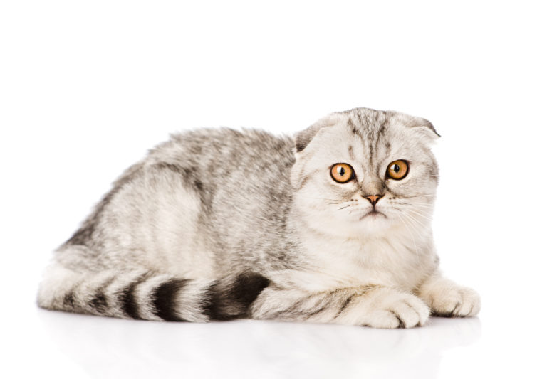 Scottish Fold Pisica Scottish Fold Adult
