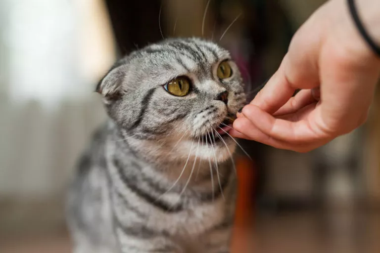 Pisica tabby primeste suplimente alimentare pentru pisici