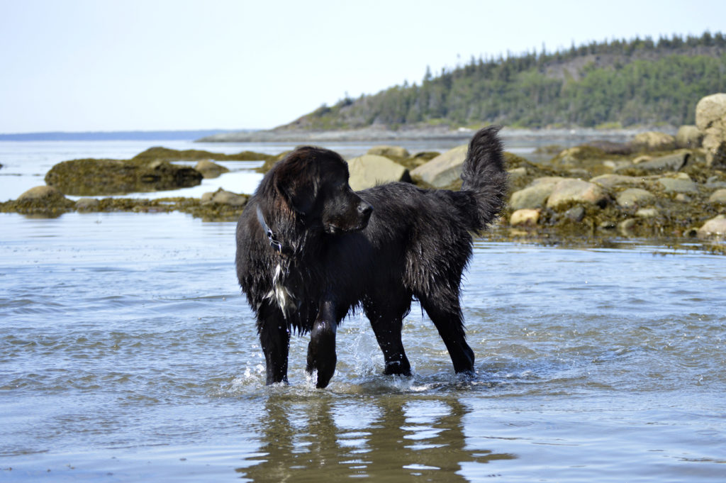 Câine Terranova în apă