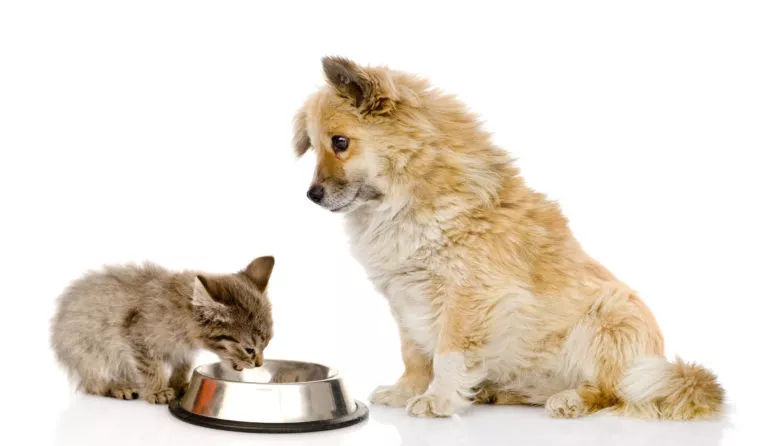 câinele mănâncă hrană de pisici