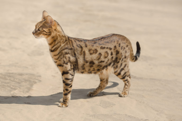 Pisica Savannah își datorează aspectul exotic strămoșilor sălbatici Pisica Savannah Adult