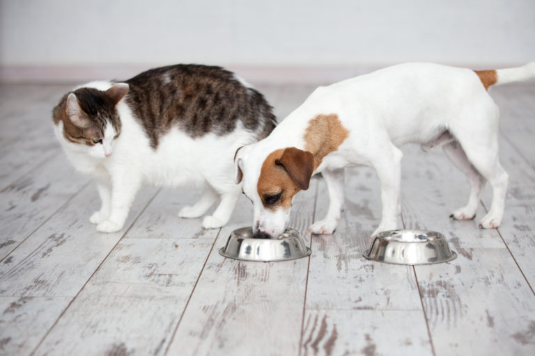 Pisica mănâncă hrană pentru câini.