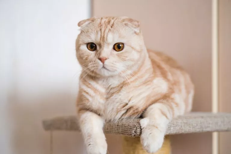 Pisică din rasa Scottish Fold alb cu bej întinsă pe un mobilier pentru pisici tip cat tree