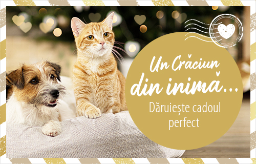 Viermii la pisici: tipuri de viermi, prevenție, diagnostic și 