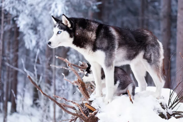 Caini din rasa Husky Siberian. Adult si pui in padure, in zapada