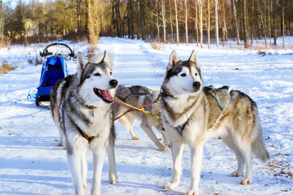 Husky Siberieni înhămați la sanie