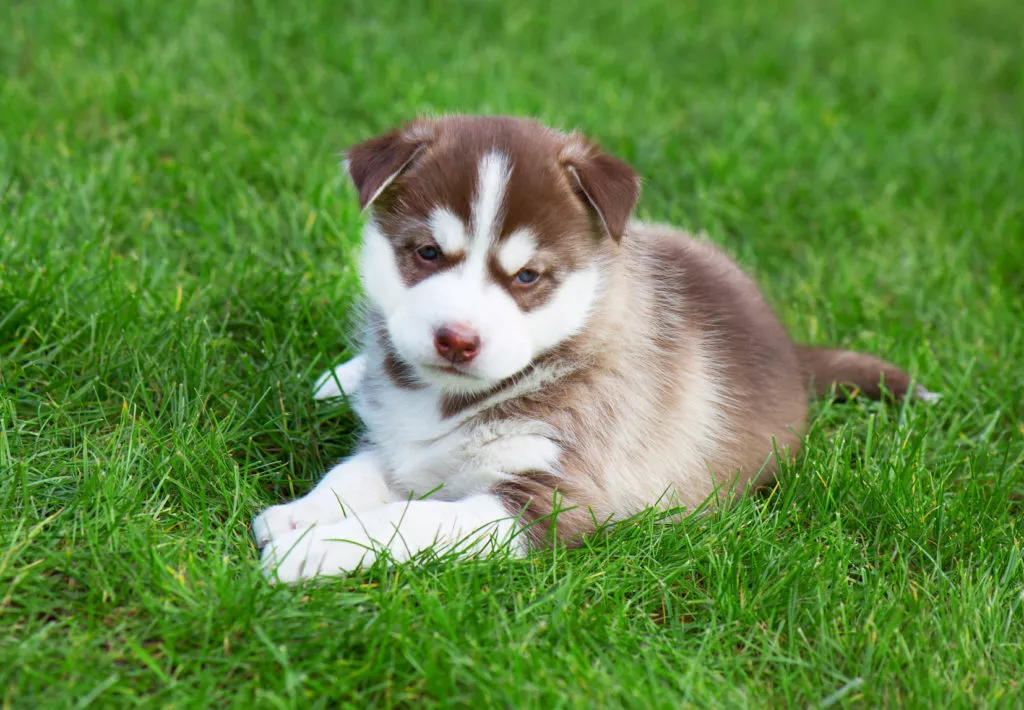 Pui de Husky Siberian în iarbă