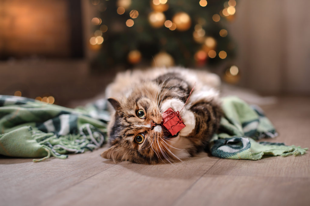 Crăciun cu pisica - pisica se joacă cu decorațiile