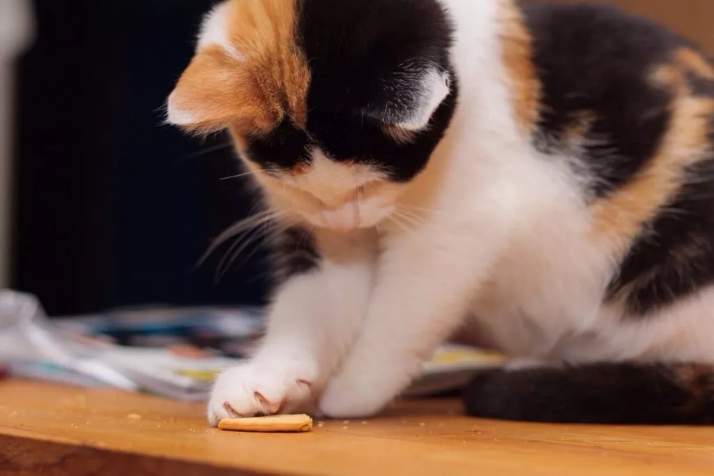 pisica manaca un biscuit