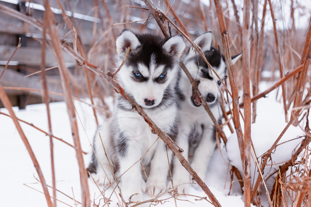 cățeluși husky in zăpadă