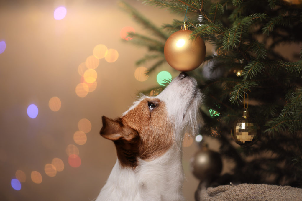 pericole de Crăciun pentru câine. Bradul de Crăciun