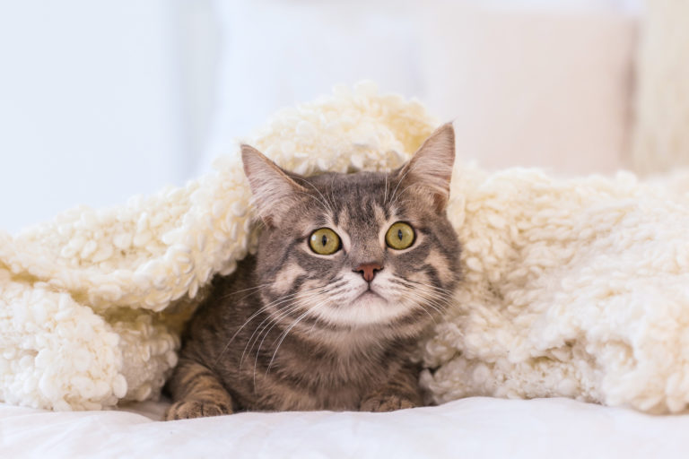 Ce să faci dacă pisica se teme de artificii și se ascunde sub pătură