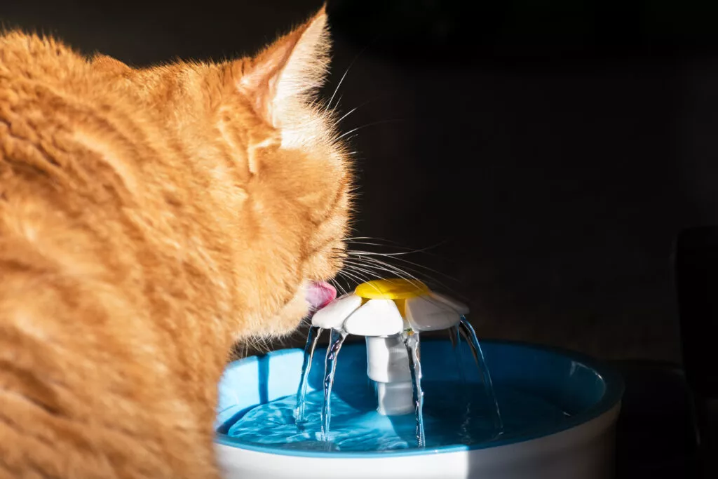 Pisica bea apă dintr-o adăpătoare