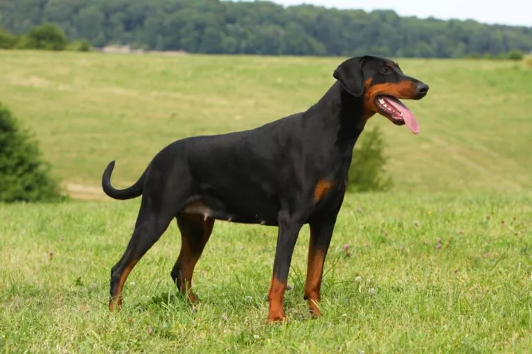 Câine Doberman Pinscher negru