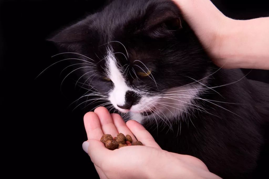 Pisica miroase bobitele din mana stapanului