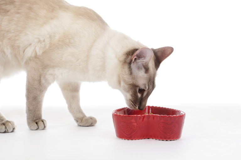 Pisica mananca din castron hrana pentru pisici sterilizate