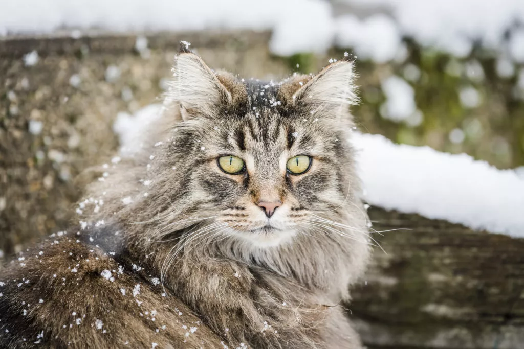 Portret Pisica Norvegiana de Pădure cu fulgi de zapadă prin blană, zi de iarnă în grădină