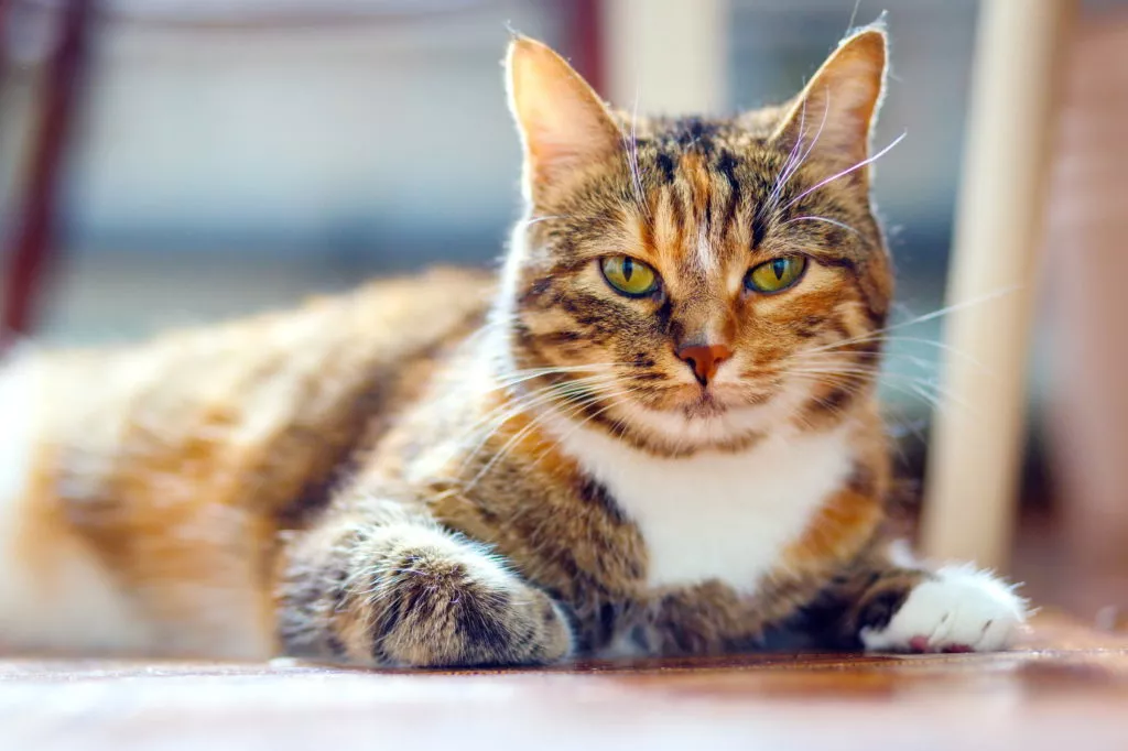 Pisica American Shorthair Calico