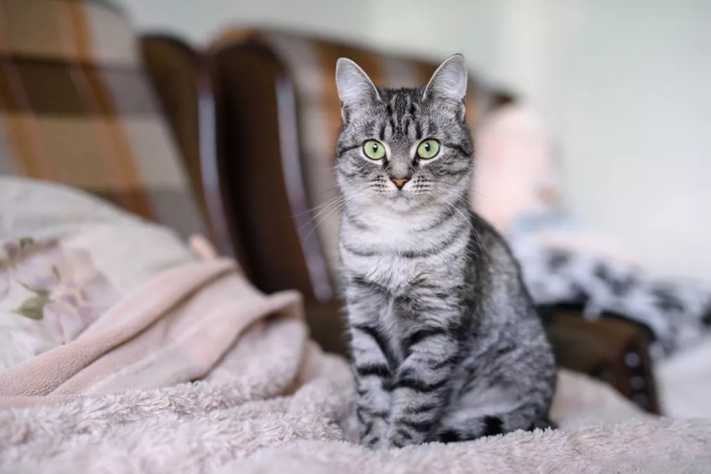 Pisica American Shorthair Tabby