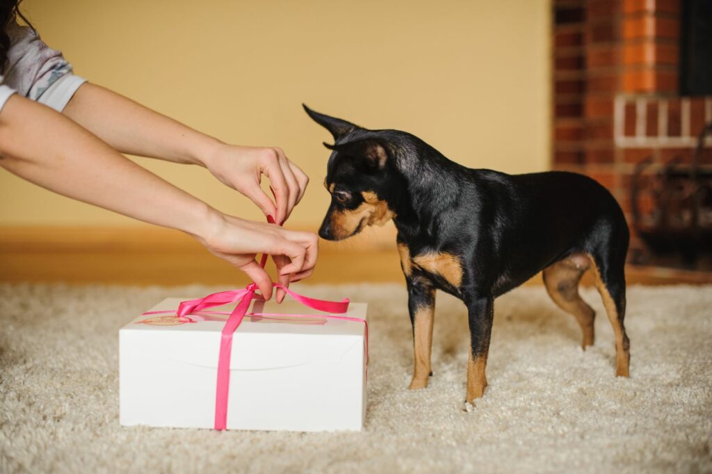 cadou pentru câine de Ziua Îndrăgostiților