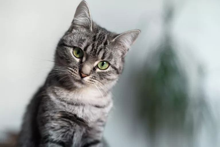 Pisica American Shorthair Tabby - portret