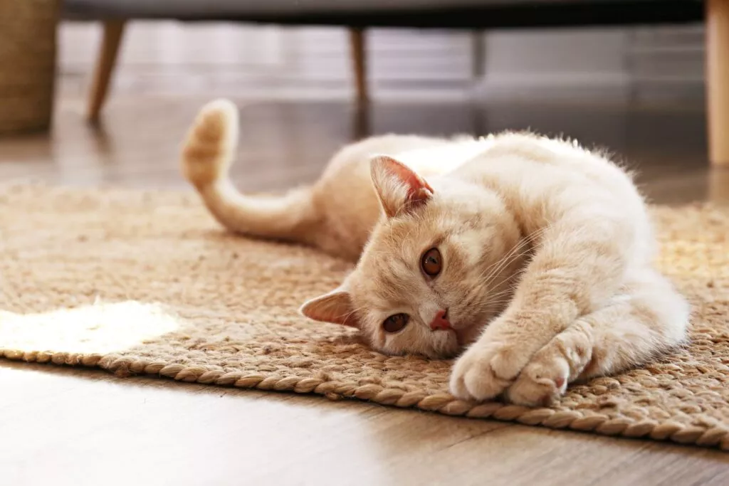 Scottish Fold roscata care se intinde pe un covor din rachita