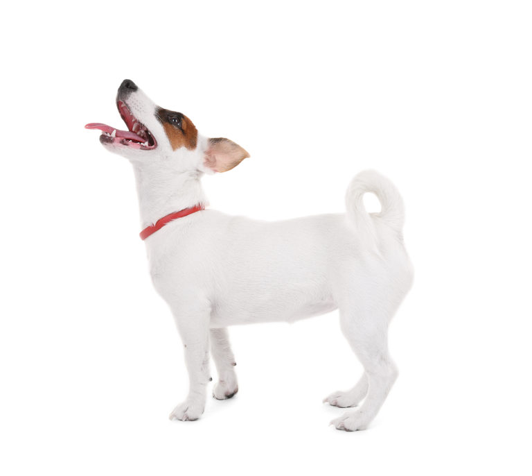 Câine Jack Russell Terrier adult Câine Jack Russell Terrier adult
