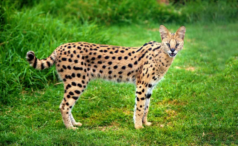 Pisica Serval Adult