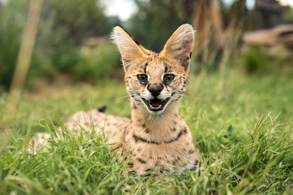 Pisica Serval Pui Pisica Serval Pui
