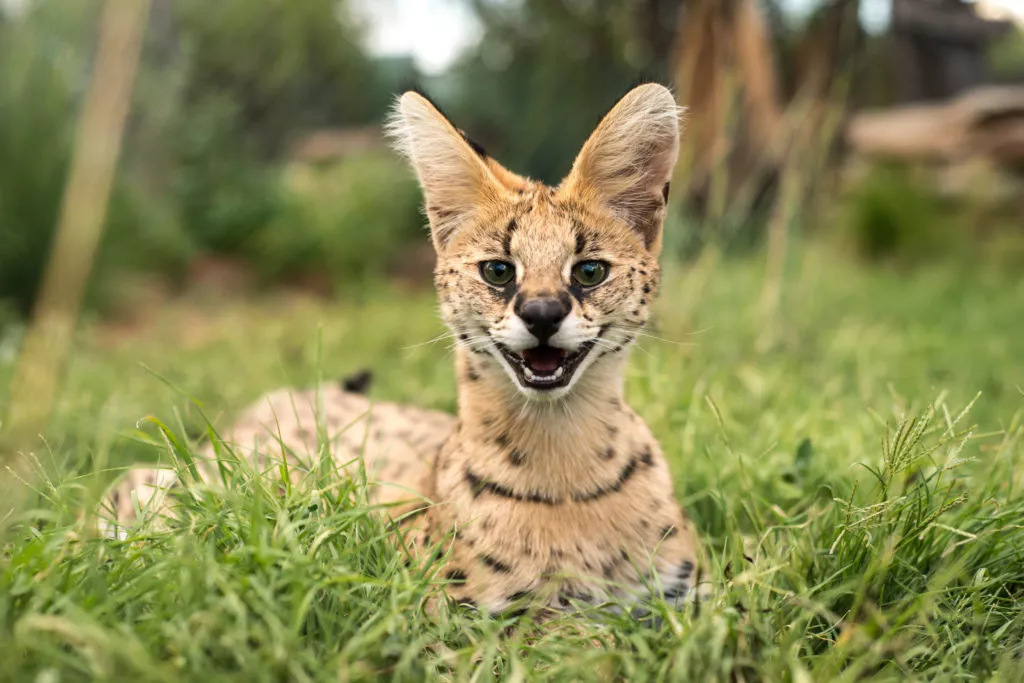 Pisica Serval Pui