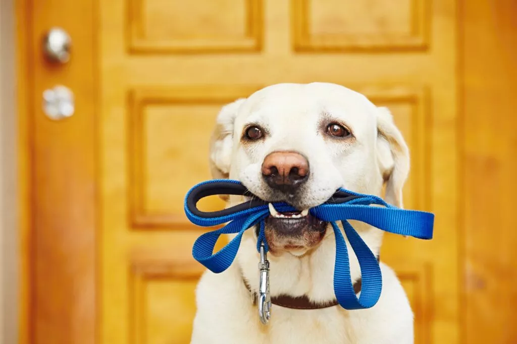 Câine Labrador cu lesa în gură, gata de plimbare