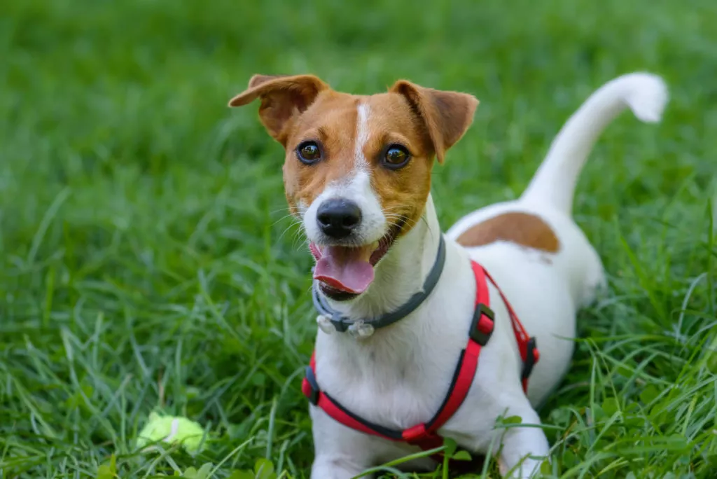 Câine Jack Russell Terrier adult se joacă afară în iarbă