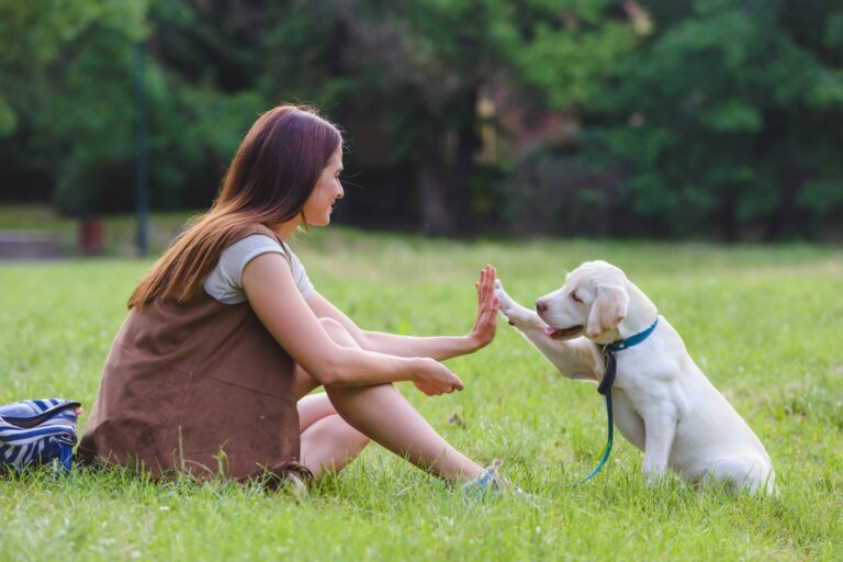 Fată în parc cu un câine labrador junior care dă lăbuța