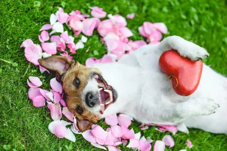 Jack Russell Terrier întins pe spate pe iarbă și petale roz cu gura deschisă. Are o inimioară roșie între lăbuțele din față. câinele tău de ziua îndrăgostiților