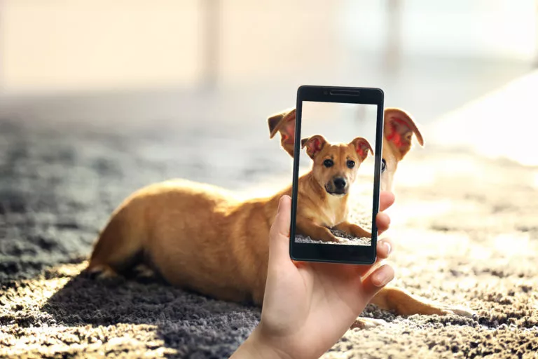 Caine fotografiat cu telefonu pe o plaja insorita