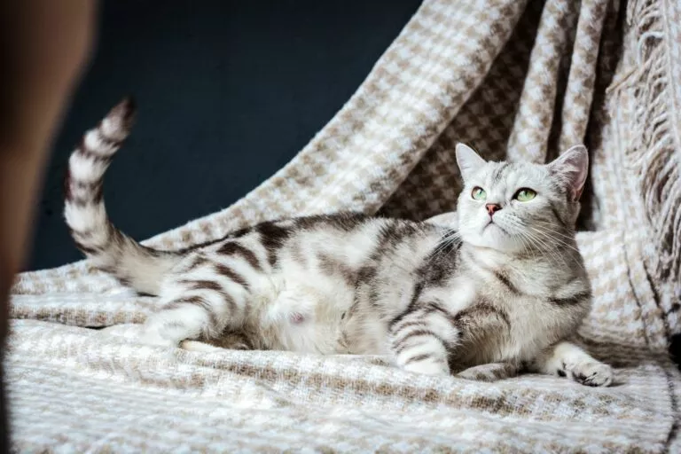 Pisică gestantă întinsă pe pătură