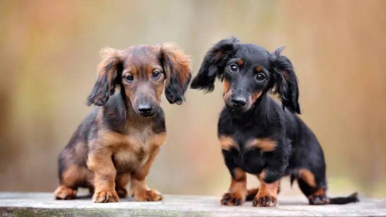 Doi câini din rasa Teckel maro și negru