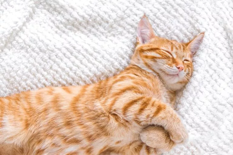 Pisică roșcată care se relaxează și doarme întinsă pe o pătură albă moale cu lăbuțele din față încrucișate