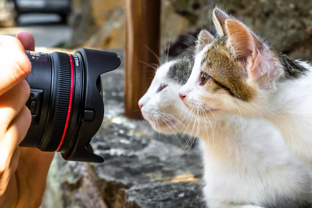 Prim plan cu un aparat foto care face poze cu pisici în aer liber.