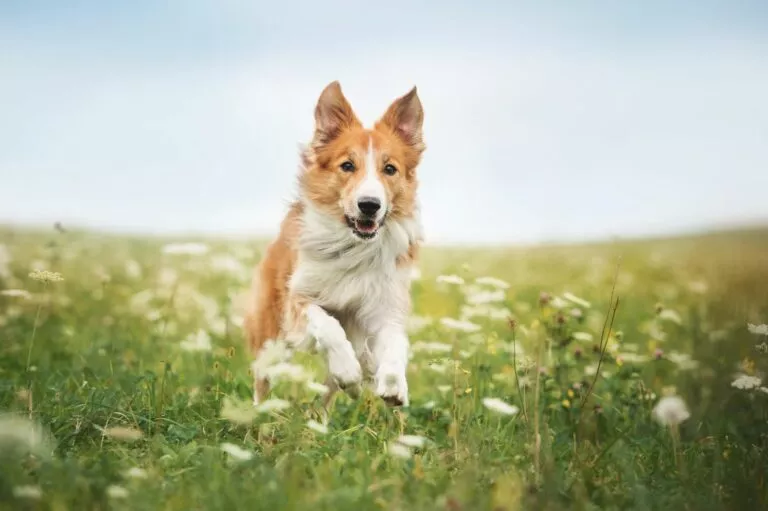 Câine aleargă în iarba înaltă