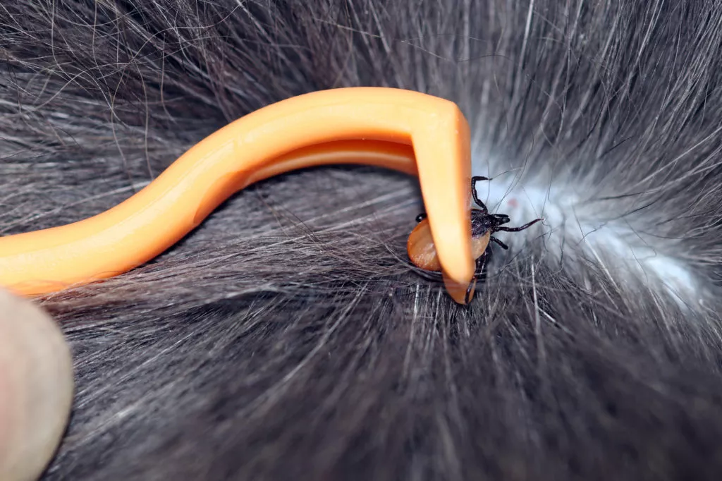 Căpușa este scoasă din părul pisicii cu o pensetă specială