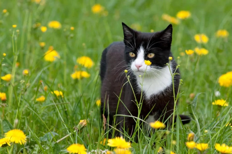 Pisică tuxedo în iarbă înaltă