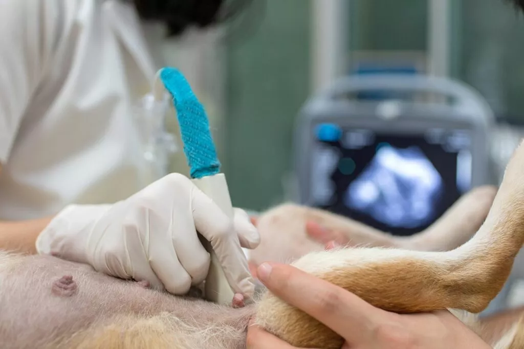 veterinarul efectuează o ecografie unei cățele gestante