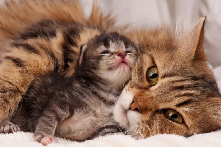 Pisica cu un pui nou născut