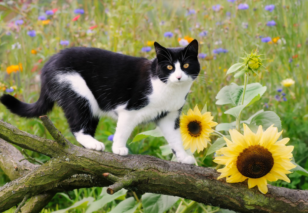 Pisica europeană cu păr scurt negru cu alb în natură